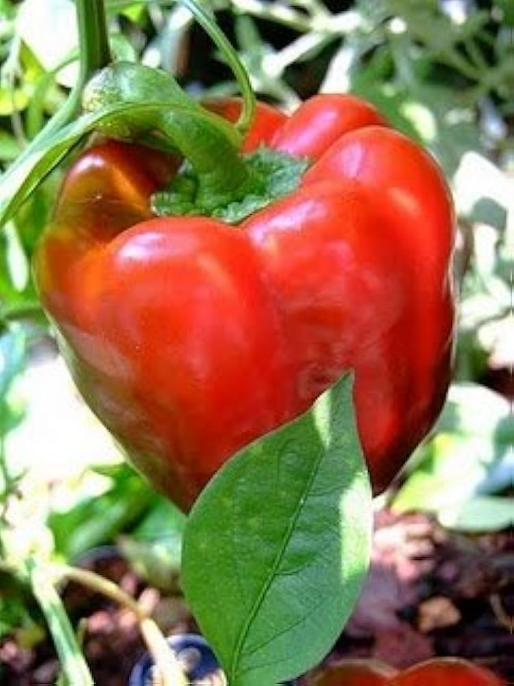 Big (red paprika Capsicum annuum vegetable) for planting in garden